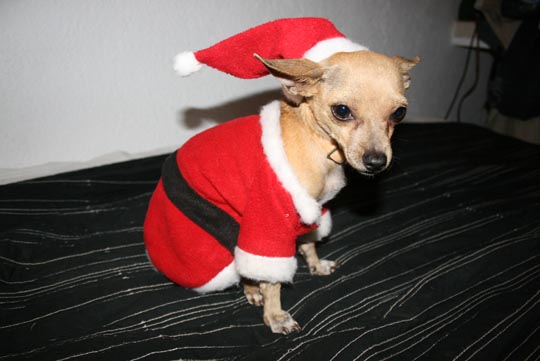 chihuahua sporting a chihuahua Santa costume